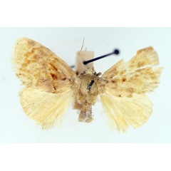 /filer/webapps/moths/media/images/V/velutina_Gavara_AF_TMSA.jpg