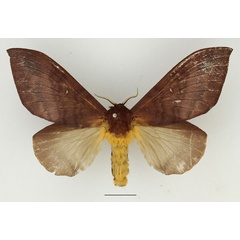 /filer/webapps/moths/media/images/S/semifasciata_Pachymeta_AF_Basquin_01.jpg