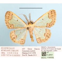 /filer/webapps/moths/media/images/S/seydeli_Zamarada_A_MGCLa_01.JPG