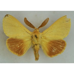 /filer/webapps/moths/media/images/P/puengeleri_Lasiocampa_AM_Stroehle.jpg