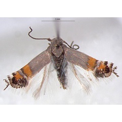 /filer/webapps/moths/media/images/A/aurantia_Leucoptera_PTM_RMNH.jpg