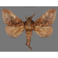 /filer/webapps/moths/media/images/V/versicolora_Stoermeriana_AM_Mueller.jpg