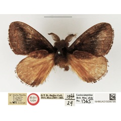 /filer/webapps/moths/media/images/C/coilotoma_Metanastra_HT_NHMUK.jpg