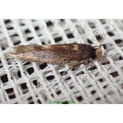 /filer/webapps/moths/media/images/O/omoscopa_Opogona_A_Bippus.jpg