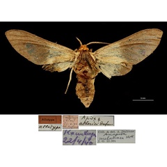 /filer/webapps/moths/media/images/A/alberici_Apisa_AT_RBINSa.jpg