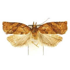 /filer/webapps/moths/media/images/K/kangoana_Epichoristodes_HT_Bassi.jpg