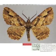 /filer/webapps/moths/media/images/B/bilobata_Menophra_HT_ZSMa.jpg