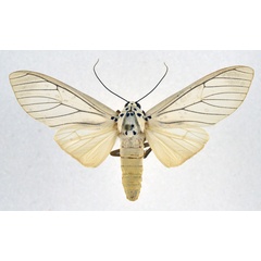 /filer/webapps/moths/media/images/C/catinca_Amerila_AF_NHMO.jpg