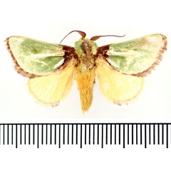 /filer/webapps/moths/media/images/S/singularis_Latoia_AM_BMNH.jpg