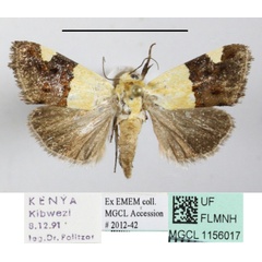 /filer/webapps/moths/media/images/H/hemixanthia_Emmelia_A_MGCLa_01.JPG