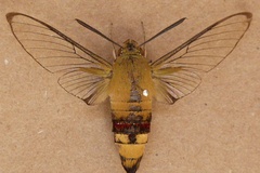 Cephonodes hylas virescens