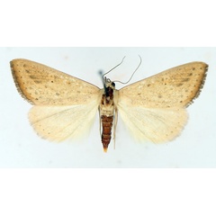 /filer/webapps/moths/media/images/H/helesusalis_Phytometra_AM_TMSA_02.jpg