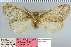 Stauropida griseola