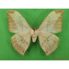 /filer/webapps/moths/media/images/A/arenivaga_Pselaphelia_A_Albertb_01.jpg