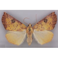 /filer/webapps/moths/media/images/K/kasungensis_Terpnostola_PT_TMSA_03.jpg