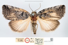 Megathripa subrufimedia