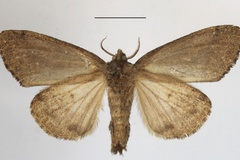 Dasychira elaeochroa