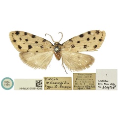 /filer/webapps/moths/media/images/M/melanospila_Siccia_LT_BMNH.jpg