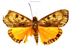 Metagarista maenas