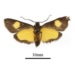 /filer/webapps/moths/media/images/F/flavipuncta_Lophocera_AM_b.JPG
