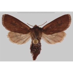 /filer/webapps/moths/media/images/N/nigra_Sciomesa_PTF_MNHNa.jpg