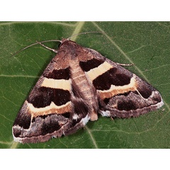 /filer/webapps/moths/media/images/S/stolida_Grammodes_A_Goff_01.jpg