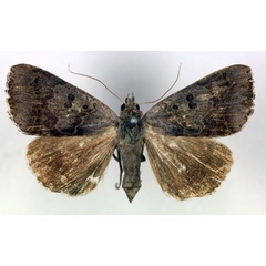 /filer/webapps/moths/media/images/S/salita_Ophiusa_A_RMCA.jpg
