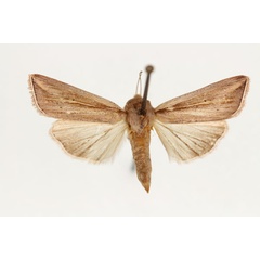 /filer/webapps/moths/media/images/D/decaryi_Aletia_AF_RMCA.jpg