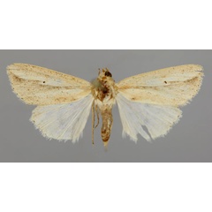 /filer/webapps/moths/media/images/P/pseudotacuna_Aletia_A_RMCA_01.jpg