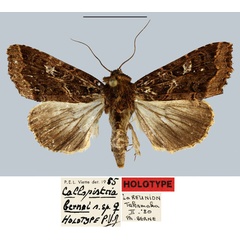 /filer/webapps/moths/media/images/B/bernei_Callopistria_HT_MNHN.jpg