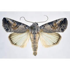 /filer/webapps/moths/media/images/T/tarachoides_Bryophilopsis_AM_NHMO_01.jpg