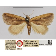 /filer/webapps/moths/media/images/O/ochricosta_Eublemma_HT_NHMUK.jpg