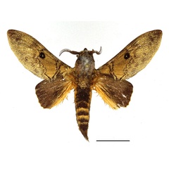 /filer/webapps/moths/media/images/D/dogma_Filiola_AM_Basquin_02.jpg