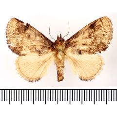 /filer/webapps/moths/media/images/A/argyrobapta_Ctenolita_AF_BMNH.jpg
