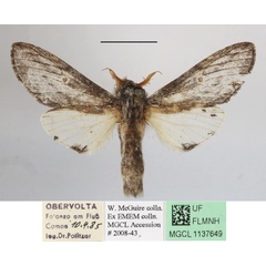/filer/webapps/moths/media/images/P/politzari_Afroplitis_AM_MGCLa_03.JPG