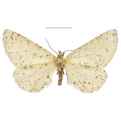 /filer/webapps/moths/media/images/C/castus_Rhodophthitus_STF_NHMUK.jpg