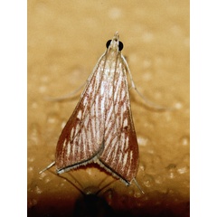 /filer/webapps/moths/media/images/C/catalaunalis_Antigastra_A_Roland_01.jpg
