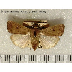/filer/webapps/moths/media/images/I/ignava_Athetis_A_OUMNH.jpg