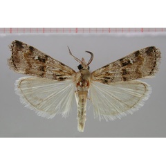 /filer/webapps/moths/media/images/A/africalis_Surattha_AM_ZMHB.jpg