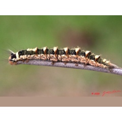 /filer/webapps/moths/media/images/M/mirifica_Chrysopsyche_C_Albert_02.jpg
