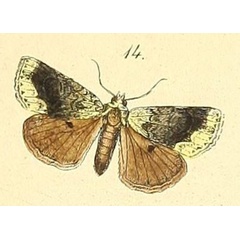 /filer/webapps/moths/media/images/V/velutina_Iambia_Felder_100_14.jpg