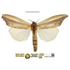 /filer/webapps/moths/media/images/A/africana_Psalis_AT_NHMUK.jpg