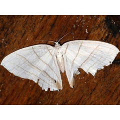 /filer/webapps/moths/media/images/E/erycinaria_Dissoprumna_A_Grimm.JPG