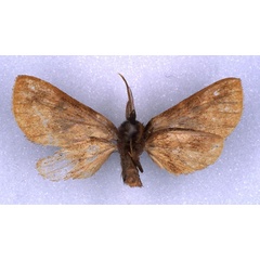 /filer/webapps/moths/media/images/U/usta_Metarctia_HT_RMCA_02.jpg