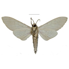 /filer/webapps/moths/media/images/K/kuchleri_Neoclanis_HT_ZSMb.jpg