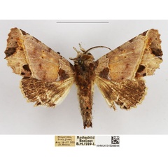 /filer/webapps/moths/media/images/P/porphyriota_Phlegetonia_AM_NHMUK.jpg