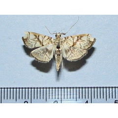 /filer/webapps/moths/media/images/T/trogobasalis_Chalcidoptera_A_Goffa_01.jpg