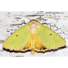 /filer/webapps/moths/media/images/A/aerugo_Adisura_A_Braun_06.jpg