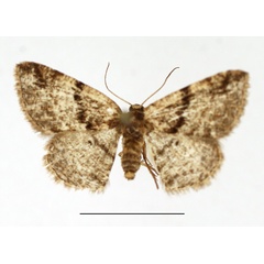 /filer/webapps/moths/media/images/E/elatina_Cabera_AF_TMSA.jpg