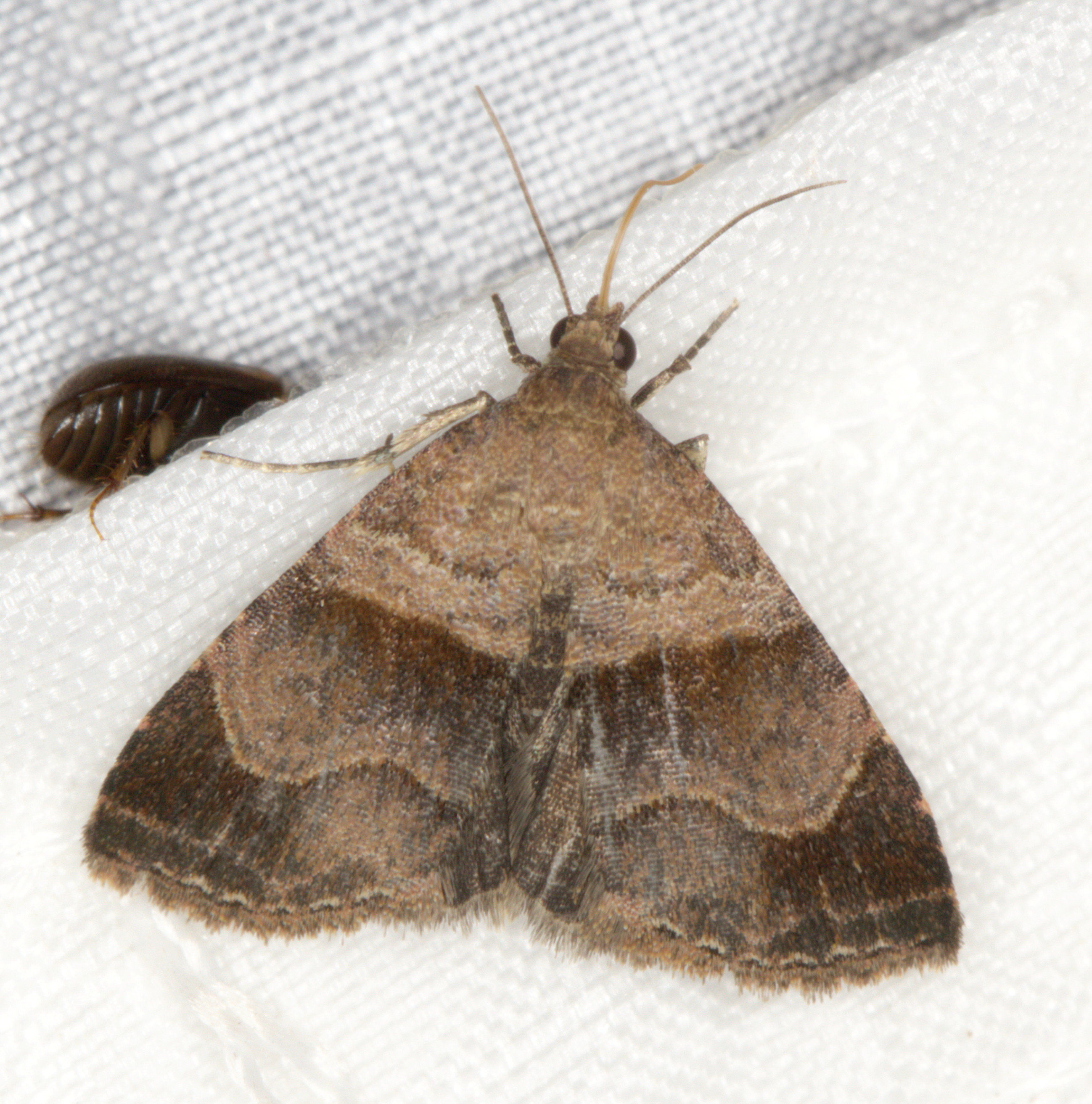 /filer/webapps/moths/media/images/ /isocampta_Ozarba_A_Heyns_01.jpg